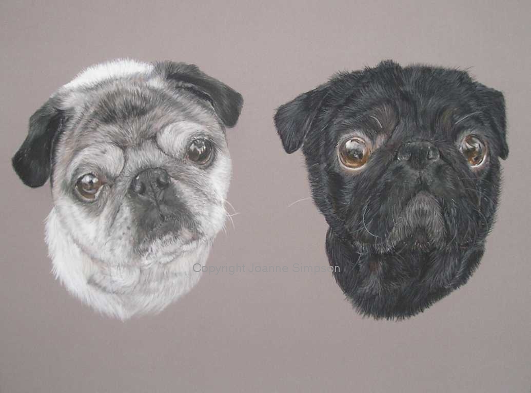 Double Pug pet portrait by Joanne Simpson
